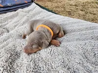 AKC Fawn orange collar 12/21/26 Christmas puppy, a male Doberman Pinscher for sale in Murfreesboro, TN – 1 of 5