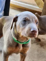 Green Collar, a male Doberman Pinscher for sale in Murfreesboro, TN – 5 of 6