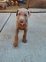Pink collar, a female Doberman Pinscher for sale in Murfreesboro, TN – 9 of 9
