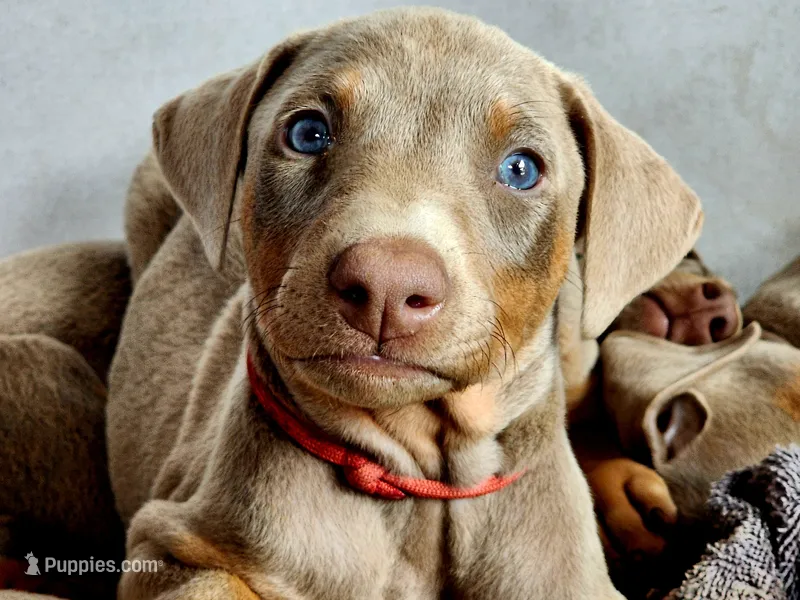 Red collar  – Doberman Pinscher puppy for sale in Murfreesboro, TN