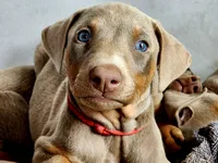 Red collar , a female Doberman Pinscher for sale in Murfreesboro, TN – 1 of 10