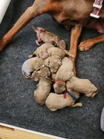 Fawn AKC Christmas pups 12/21/26 , a female Doberman Pinscher for sale in Murfreesboro, TN – 1 of 3