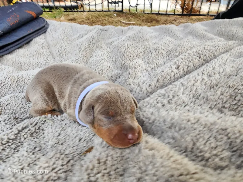 AKC Fawn white Collar 12/21/26 Christmas Puppy – Doberman Pinscher puppy for sale in Murfreesboro, TN