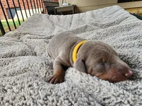 AKC Fawn yellow collar 12/21/26 Christmas puppy, a female Doberman Pinscher for sale in Murfreesboro, TN – 2 of 4