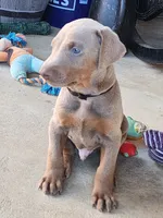 Black Collar, a male Doberman Pinscher for sale in Murfreesboro, TN – 2 of 6