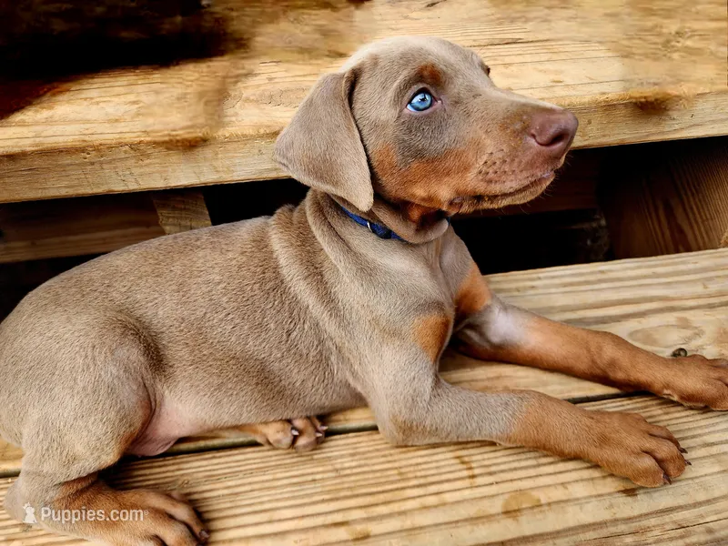 Blue Collar – Doberman Pinscher puppy for sale in Murfreesboro, TN