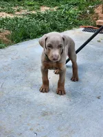 Black Collar, a male Doberman Pinscher for sale in Murfreesboro, TN – 3 of 6