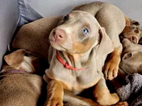Red collar , a female Doberman Pinscher for sale in Murfreesboro, TN – 4 of 10