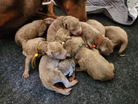 Fawn AKC Christmas pups 12/21/26 , a female Doberman Pinscher for sale in Murfreesboro, TN – 2 of 3