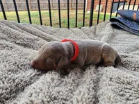 AKC Fawn Red collar 12/21/26 Christmas Puppy, a female Doberman Pinscher for sale in Murfreesboro, TN – 3 of 7