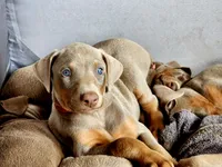 Red collar , a female Doberman Pinscher for sale in Murfreesboro, TN – 5 of 10
