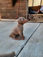 Pink collar, a female Doberman Pinscher for sale in Murfreesboro, TN – 7 of 7