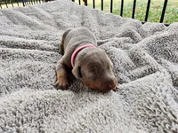 AKC Fawn pink collar 12/21/26 Christmas puppy, a female Doberman Pinscher for sale in Murfreesboro, TN – 3 of 5