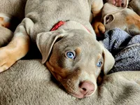 Red collar , a female Doberman Pinscher for sale in Murfreesboro, TN – 3 of 10