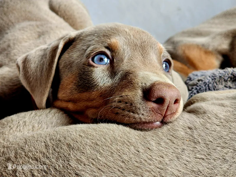 Orange Collar – Doberman Pinscher puppy for sale in Murfreesboro, TN