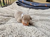AKC Fawn white Collar 12/21/26 Christmas Puppy, a female Doberman Pinscher for sale in Murfreesboro, TN – 2 of 7