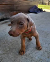 Red collar , a female Doberman Pinscher for sale in Murfreesboro, TN – 2 of 5