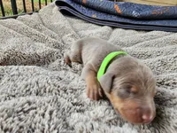 AKC Fawn green collar 12/21/26 Christmas Puppy, a male Doberman Pinscher for sale in Murfreesboro, TN – 4 of 9