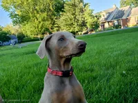 Red collar , a female Doberman Pinscher for sale in Murfreesboro, TN – 2 of 10