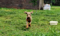 Pink collar, a female Doberman Pinscher for sale in Murfreesboro, TN – 3 of 9