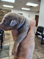 AKC Fawn Blue Collar 12/21/26 Christmas Puppy, a male Doberman Pinscher for sale in Cardington, OH – 2 of 2