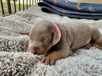 AKC Fawn pink collar 12/21/26 Christmas puppy, a female Doberman Pinscher for sale in Murfreesboro, TN – 1 of 5