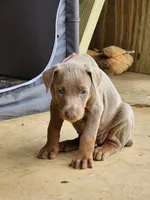 Pink collar, a female Doberman Pinscher for sale in Murfreesboro, TN – 2 of 7