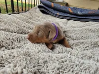 AKC Fawn purple collar 12/21/26 Christmas puppy, a female Doberman Pinscher for sale in Murfreesboro, TN – 3 of 7