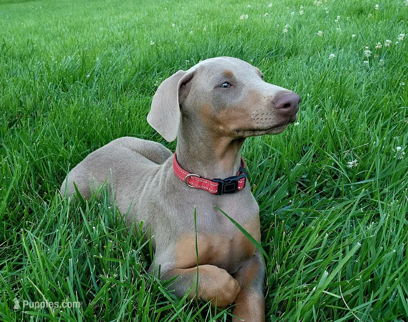 Red collar  – Doberman Pinscher puppy for sale in Murfreesboro, TN
