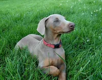 Red collar , a female Doberman Pinscher for sale in Murfreesboro, TN – 1 of 10