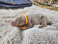 AKC Fawn orange collar 12/21/26 Christmas puppy, a male Doberman Pinscher for sale in Murfreesboro, TN – 3 of 5