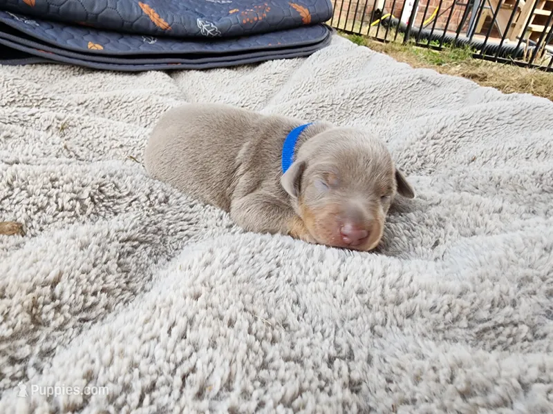 AKC Fawn Blue Collar 12/21/26 Christmas Puppy – Doberman Pinscher puppy for sale in Murfreesboro, TN