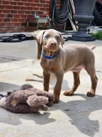 Blue Collar, a male Doberman Pinscher for sale in Murfreesboro, TN – 2 of 9