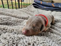 AKC Fawn Red collar 12/21/26 Christmas Puppy, a female Doberman Pinscher for sale in Murfreesboro, TN – 1 of 7
