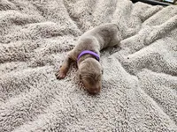 AKC Fawn purple collar 12/21/26 Christmas puppy, a female Doberman Pinscher for sale in Murfreesboro, TN – 7 of 7