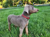 Red collar , a female Doberman Pinscher for sale in Murfreesboro, TN – 3 of 10