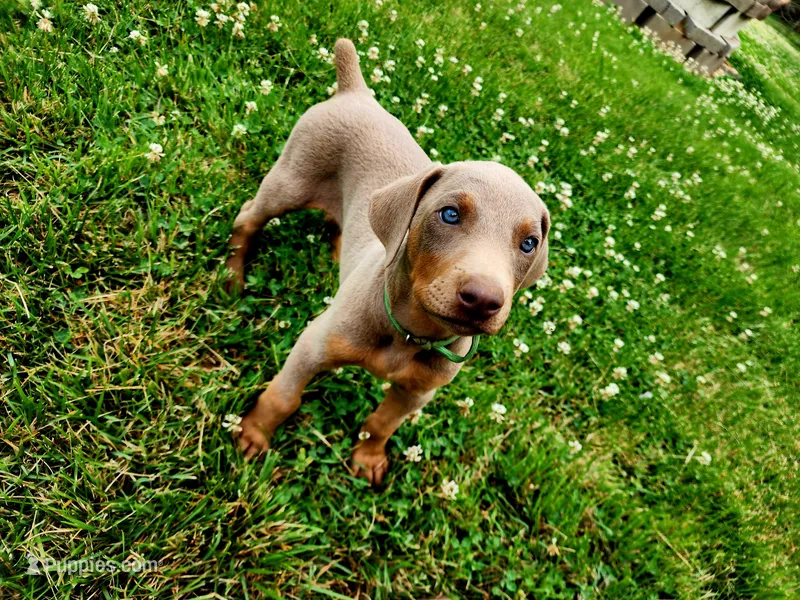 Green Collar – Doberman Pinscher puppy for sale in Murfreesboro, TN