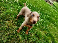 Green Collar, a male Doberman Pinscher for sale in Murfreesboro, TN – 1 of 10