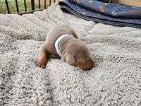 AKC Fawn white Collar 12/21/26 Christmas Puppy, a female Doberman Pinscher for sale in Murfreesboro, TN – 5 of 7