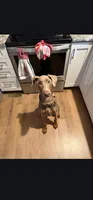 Rune , a male Doberman Pinscher for sale in Cardington, OH – 8 of 9