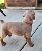 Red collar , a female Doberman Pinscher for sale in Murfreesboro, TN – 4 of 5