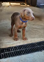 Blue Collar, a male Doberman Pinscher for sale in Murfreesboro, TN – 5 of 9