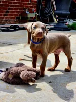 Blue Collar, a male Doberman Pinscher for sale in Murfreesboro, TN – 3 of 9
