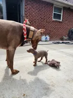 Blue Collar, a male Doberman Pinscher for sale in Murfreesboro, TN – 5 of 9