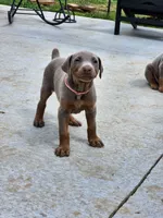 Pink collar, a female Doberman Pinscher for sale in Murfreesboro, TN – 6 of 7