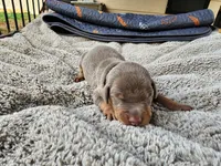 AKC Fawn black Collar 12/21/26 Christmas Puppy, a male Doberman Pinscher for sale in Murfreesboro, TN – 6 of 8