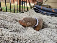 AKC Fawn white Collar 12/21/26 Christmas Puppy, a female Doberman Pinscher for sale in Murfreesboro, TN – 7 of 7