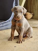 Pink collar, a female Doberman Pinscher for sale in Murfreesboro, TN – 1 of 7