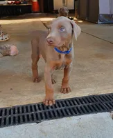 Blue Collar, a male Doberman Pinscher for sale in Murfreesboro, TN – 4 of 9