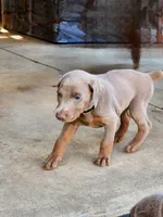 Black Collar, a male Doberman Pinscher for sale in Murfreesboro, TN – 5 of 6